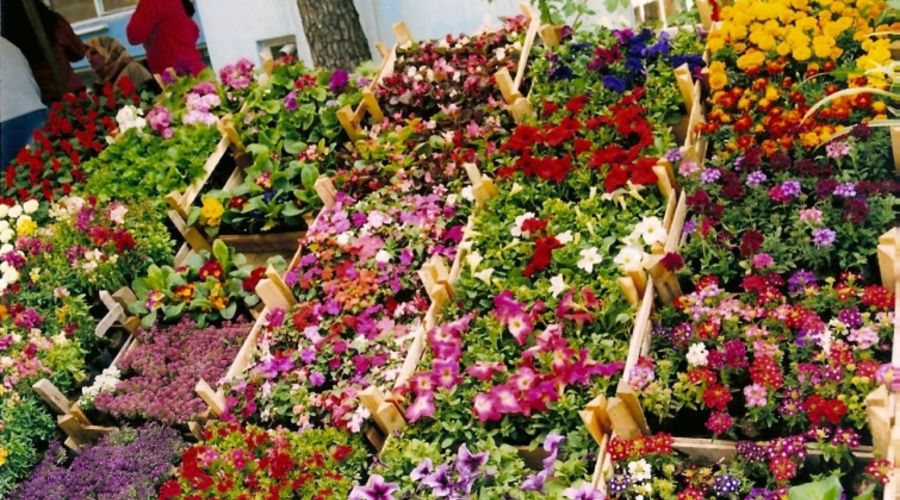 Bayındır Çiçek Festivali ve İzmir Köyleri Alaçatı